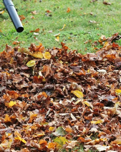 fallcleanup